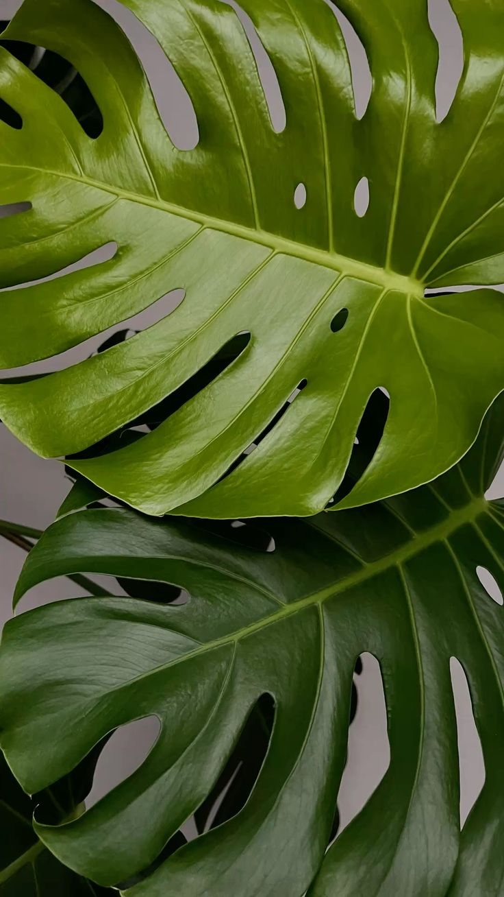 Close-up of green monstera leaves